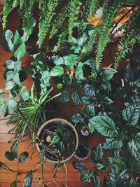 High angle view of potted plant