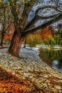 Tree by river in forest against sky