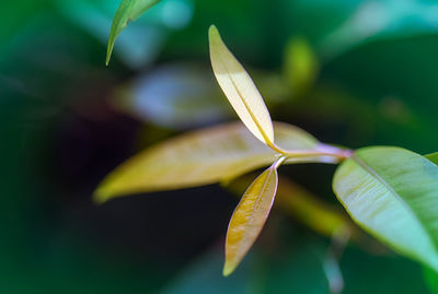 Close-up of green leaves on plant