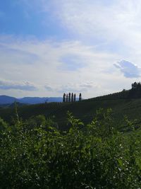 Scenic view of agricultural field against sky