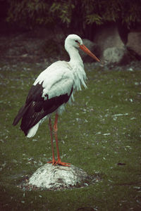 Close-up of bird perching on a rock