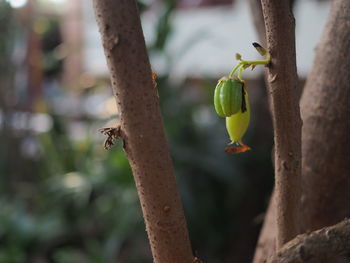 Close-up of buds growing on tree trunk