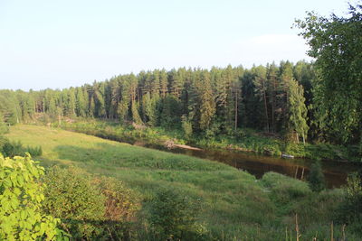 Scenic view of trees