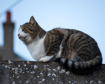 Cat looking away