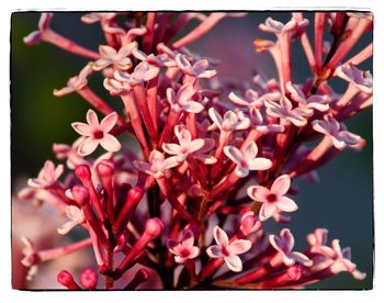 Close-up of red flowers blooming outdoors