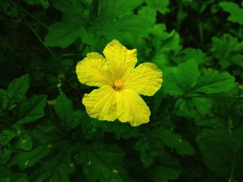 Close-up of yellow flowering plant