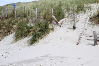 Scenic view of beach during winter