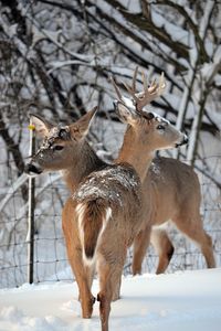 Deer in a snow