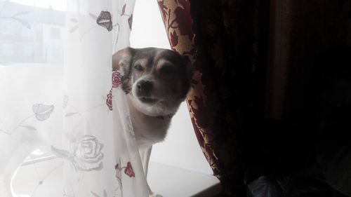 Portrait of dog standing by window at home