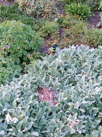 High angle view of butterfly on plants