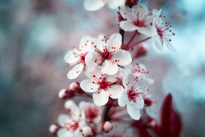 Close-up of pink cherry blossoms