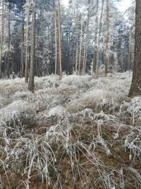 Trees in forest during winter