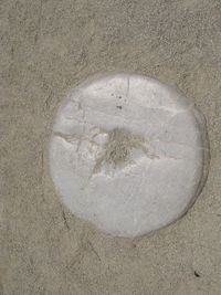 High angle view of crab on sand