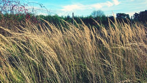 Close-up of wheat field against sky