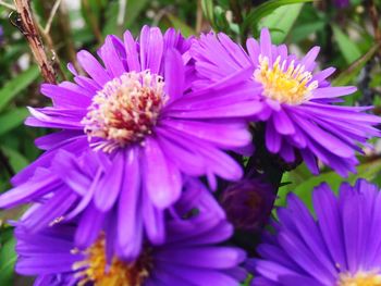 Close-up of purple flower