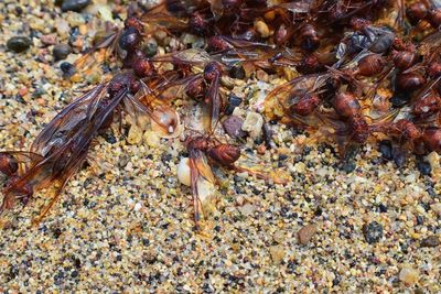 Close-up of crab in sea