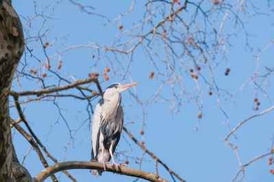 Low angle view of bird perching on tree