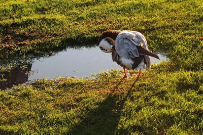 Bird perching on field