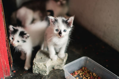 Portrait of cats kitten