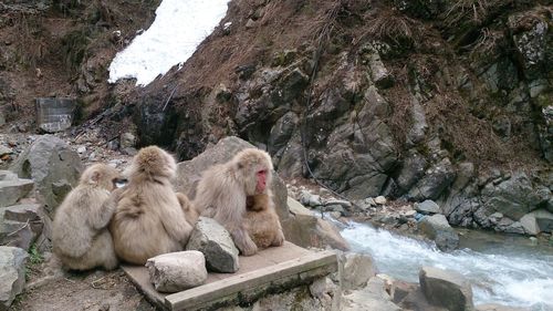 Monkey sitting on rock