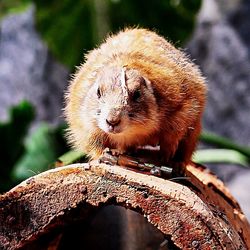 Close-up of plant against blurred background