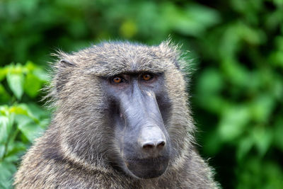 Close-up of a monkey looking away