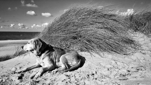 Close-up of dog relaxing on beach