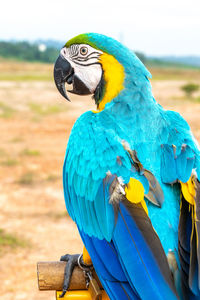 Close-up of a bird perching on a parrot