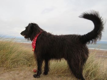 Dog standing on field against sky