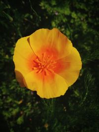 Close-up of yellow flower