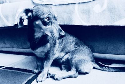 Portrait of puppy sitting on sofa