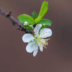 Close-up of white cherry blossom