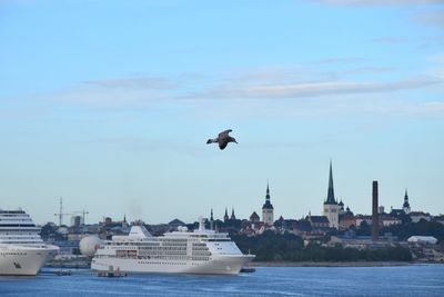 Seagull flying over sea with cityscape in background