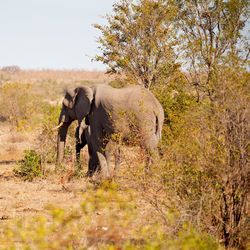 Elephant in a forest