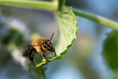 Close-up of bee on leaf