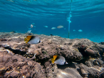 Close-up of fish swimming in sea