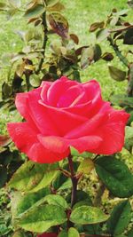 Close-up of rose blooming outdoors