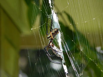 Close-up of spider on web