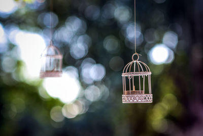 Birdcages hanging from trees