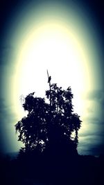 Low angle view of silhouette trees against sky