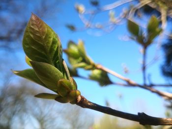 Low angle view of leaves on tree against sky