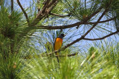 Low angle view of bird on tree