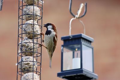 bird