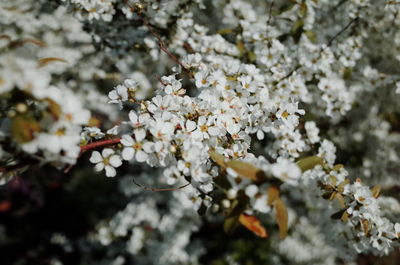 Close-up of white flowers blooming in field