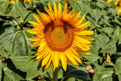 Close-up of sunflower