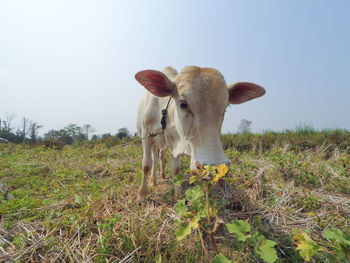 Goat grazing on field