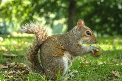 Close-up of squirrel