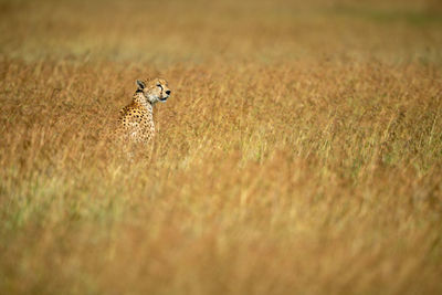 View of a cat on field