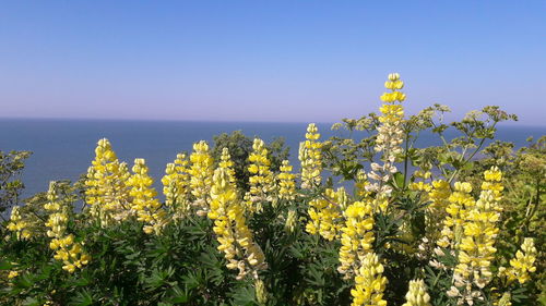 Yellow flowers blooming in field against clear sky