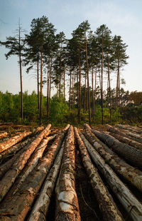 Railroad track in forest against sky